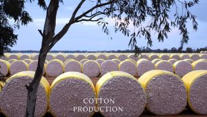 Cotton Production  (1)