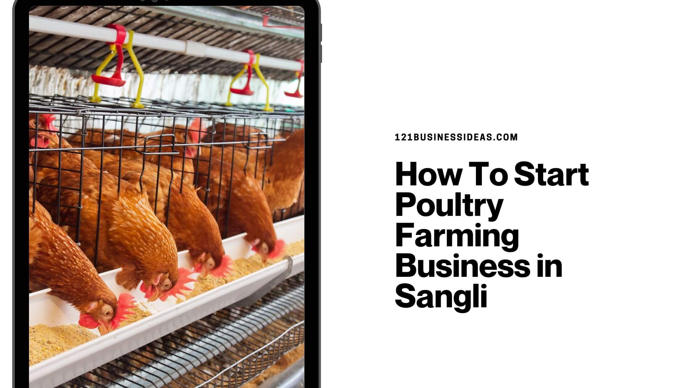 How To Start Poultry Farming Business in Sangli (1)