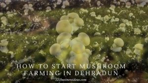How to Start Mushroom Farming in Dehradun (2) (1)