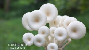 Mushroom Farming (1)