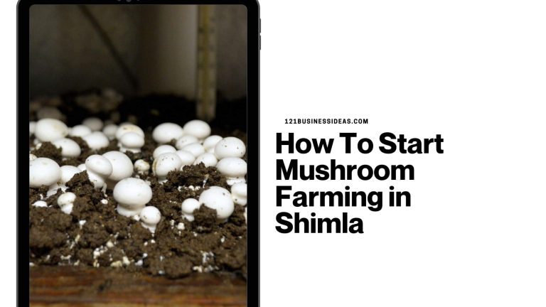 How To Start Mushroom Farming in Shimla