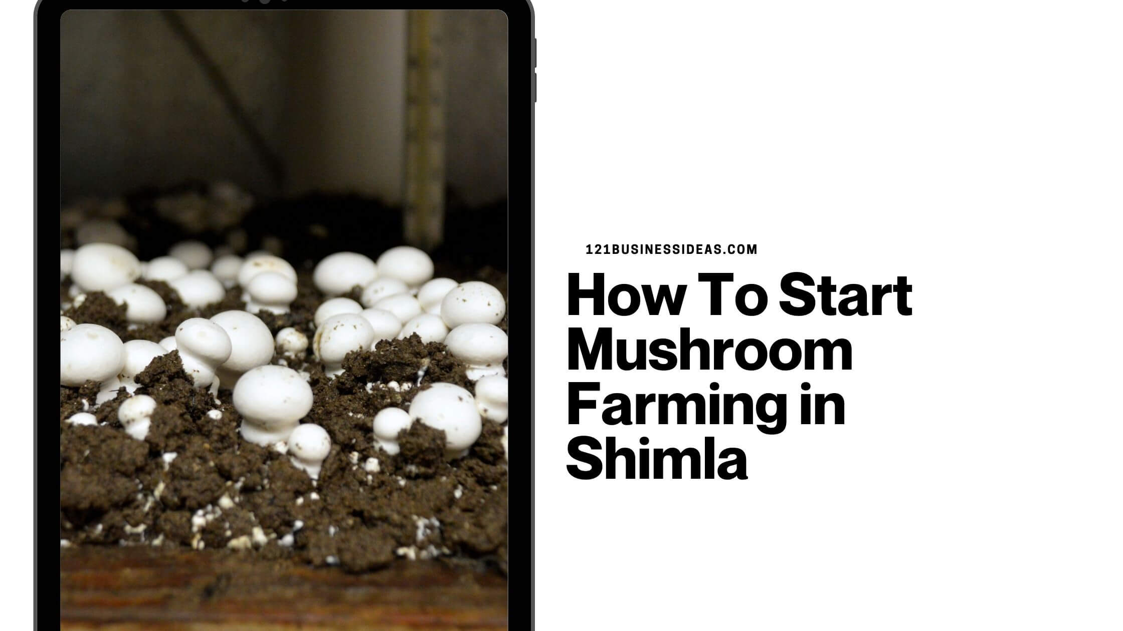 How To Start Mushroom Farming in Shimla (1)
