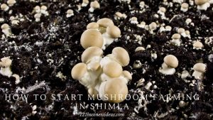 How To Start Mushroom Farming in Shimla (2) (1)