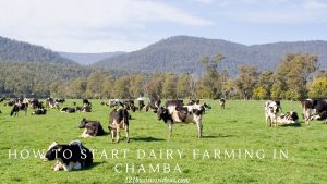 How To Start Dairy Farming in Chamba (2) (1)