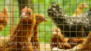 How To Start Poultry Farming Business in Solan (2) (1)