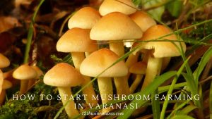 How To Start Mushroom Farming in Varanasi (2) (1)